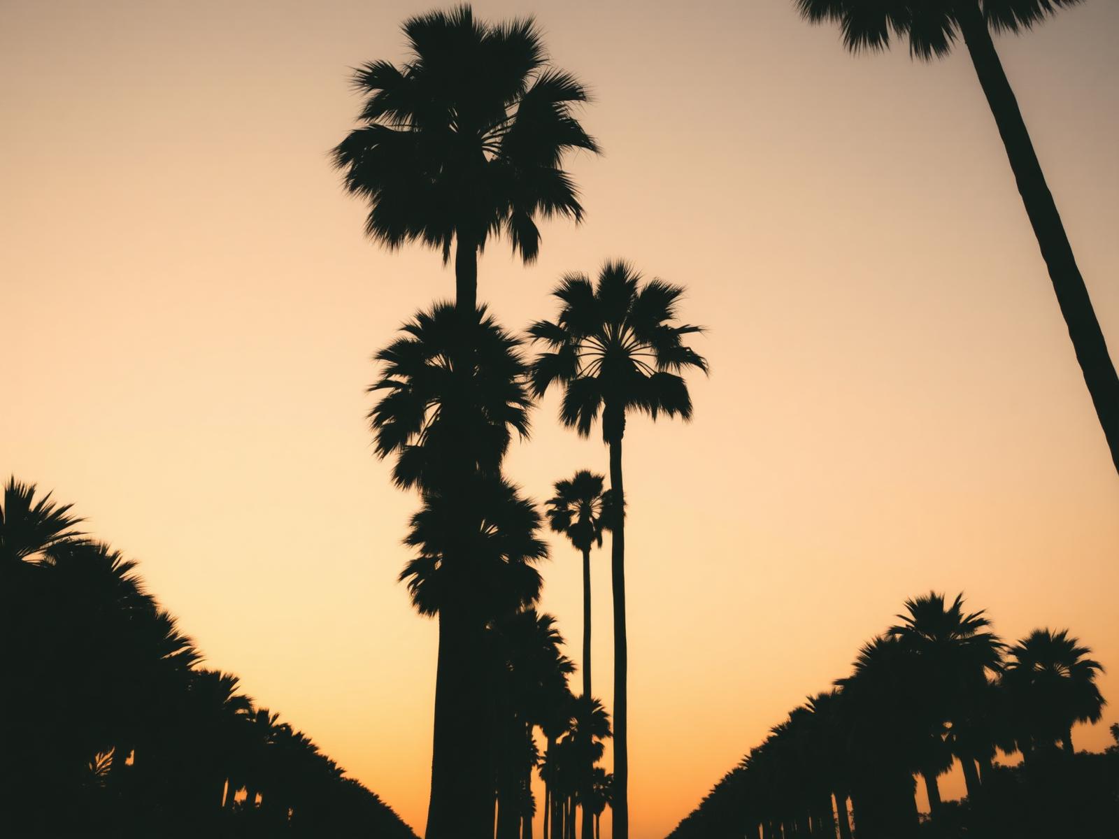 Rows of Los Angeles palm trees silhouetted against a warm dusk sky